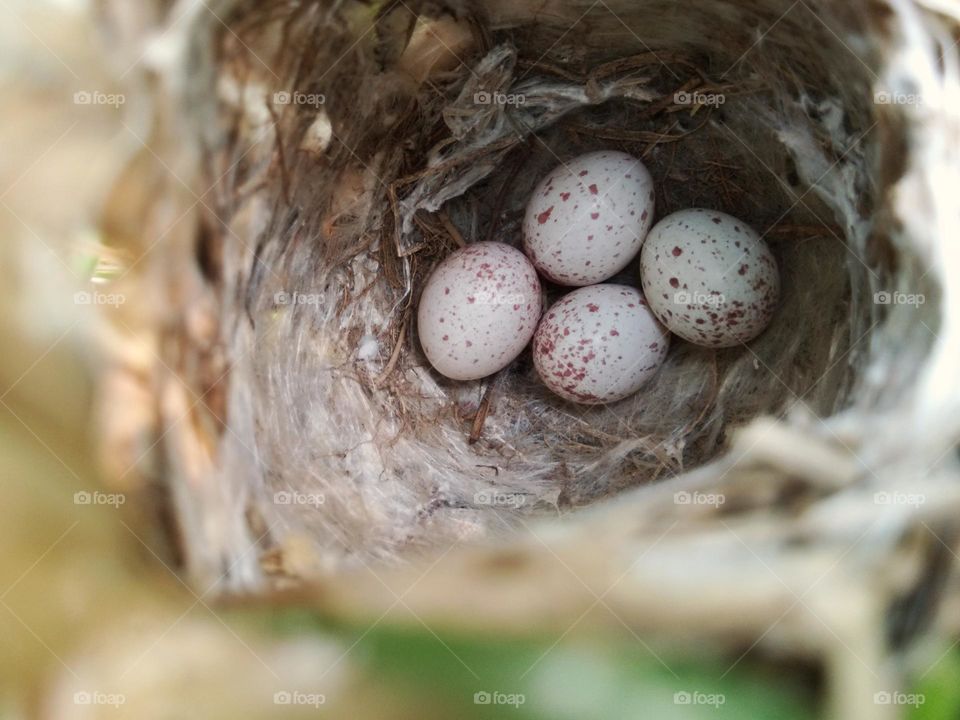 bird eggs. bird nest