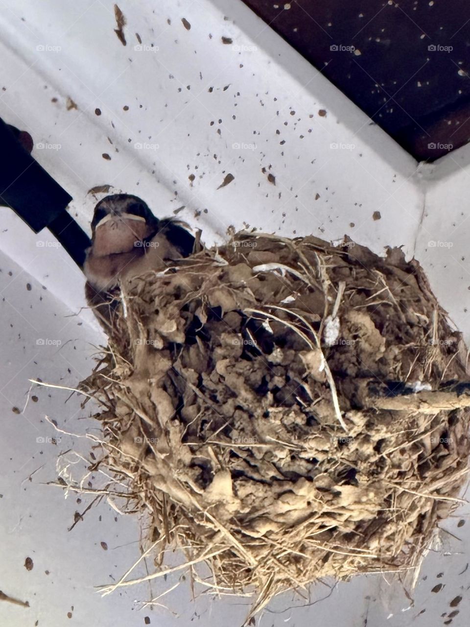 Baby barn swallow bird in nest under suburban house back porch eave nature wildlife summer 