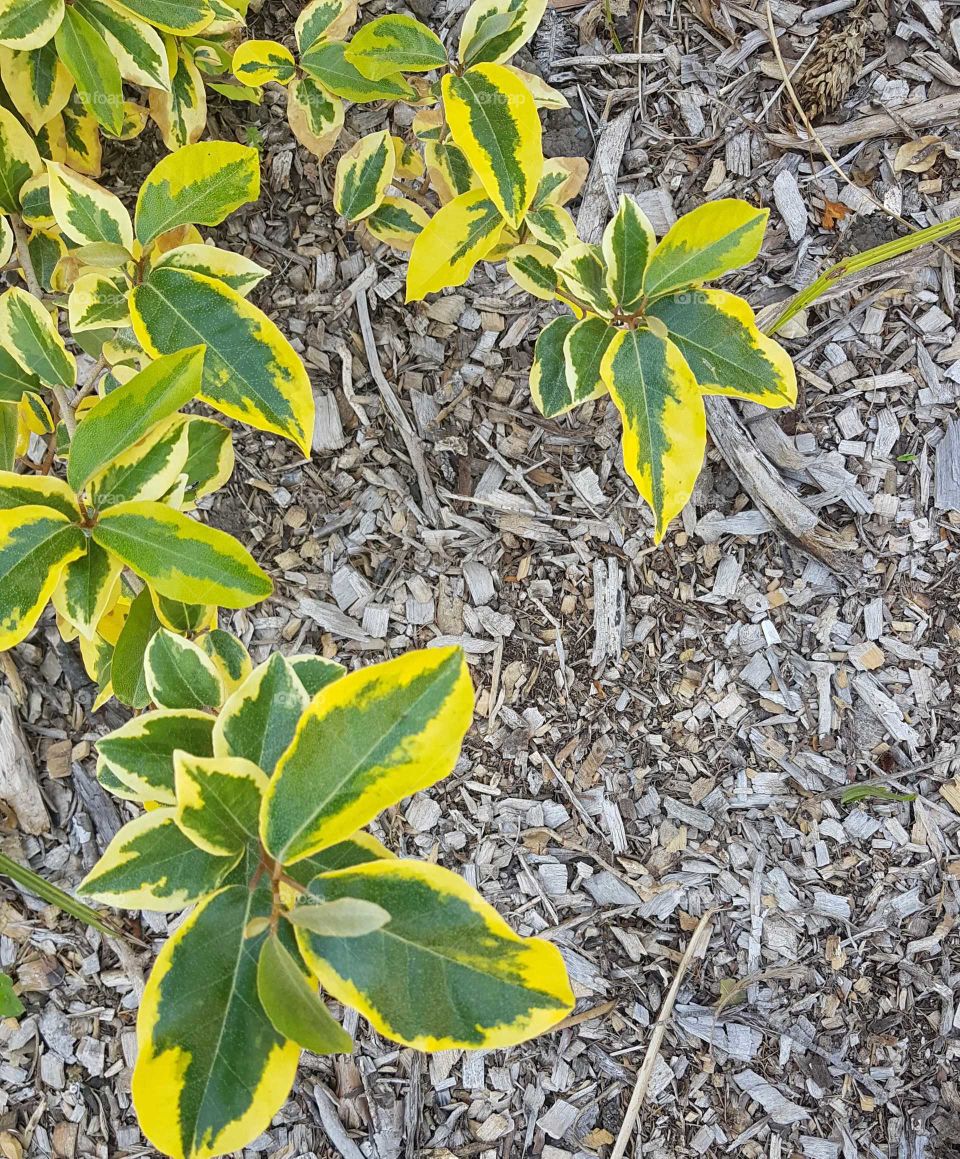 These multi colored yellow and green leaves with the bark. They look good together.