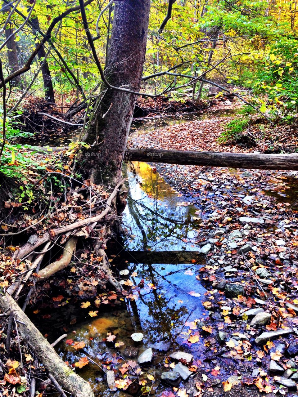 Creek fall reflection