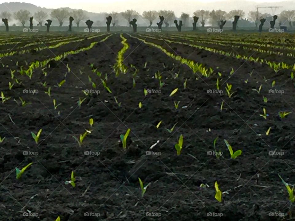 Spring plantings in rich soil lead to a freak crop of corn