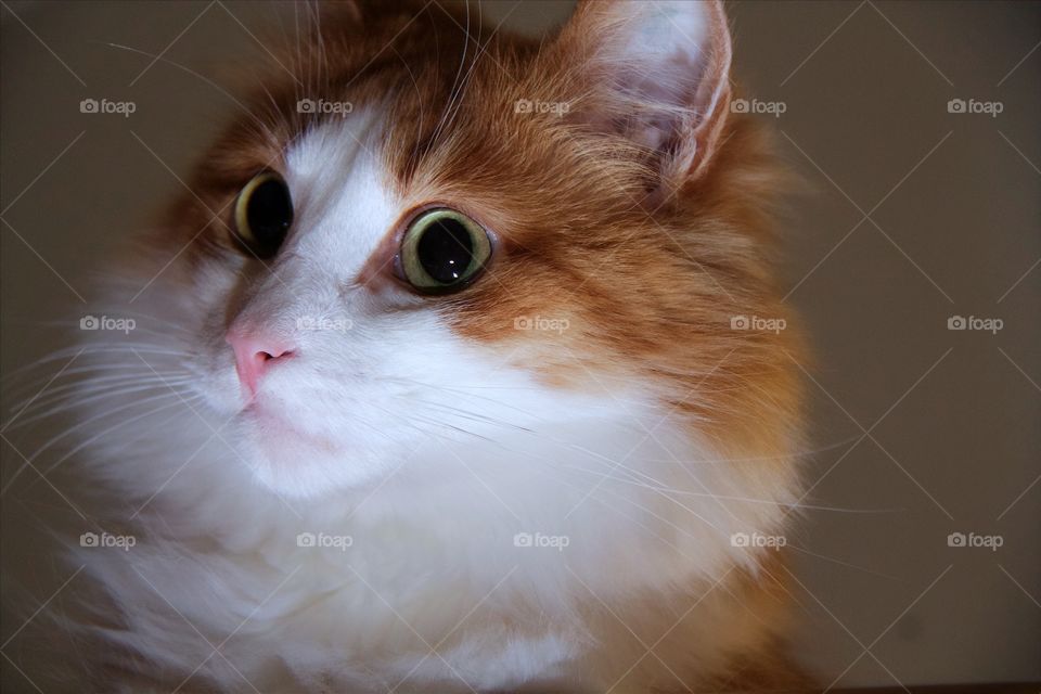 Close-up of a cat