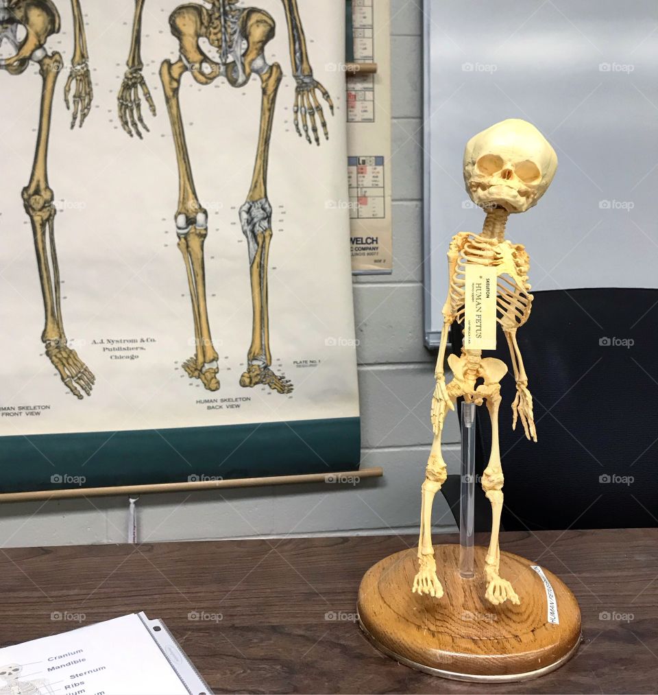 Human Fetal Skeleton