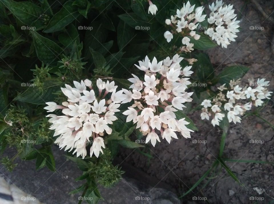 bunch of whitish flowers shurb small size shurb looks very beautiful generally found everywhere seasonal