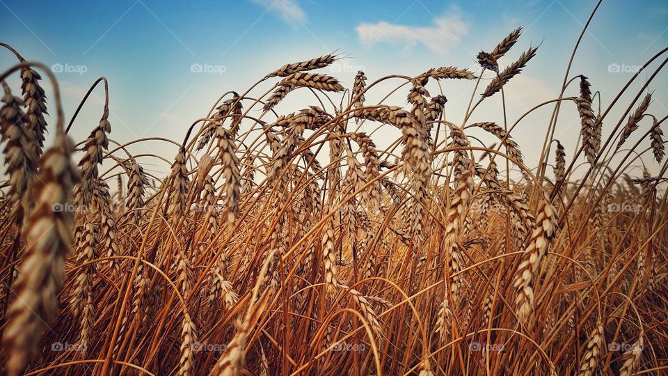 golden ears of wheat. Impossible to pass by such a beautiful field