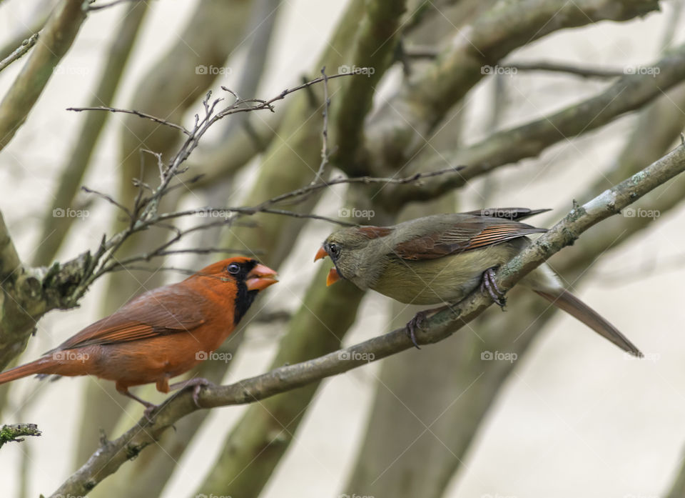 Male and female Cardinal conflict