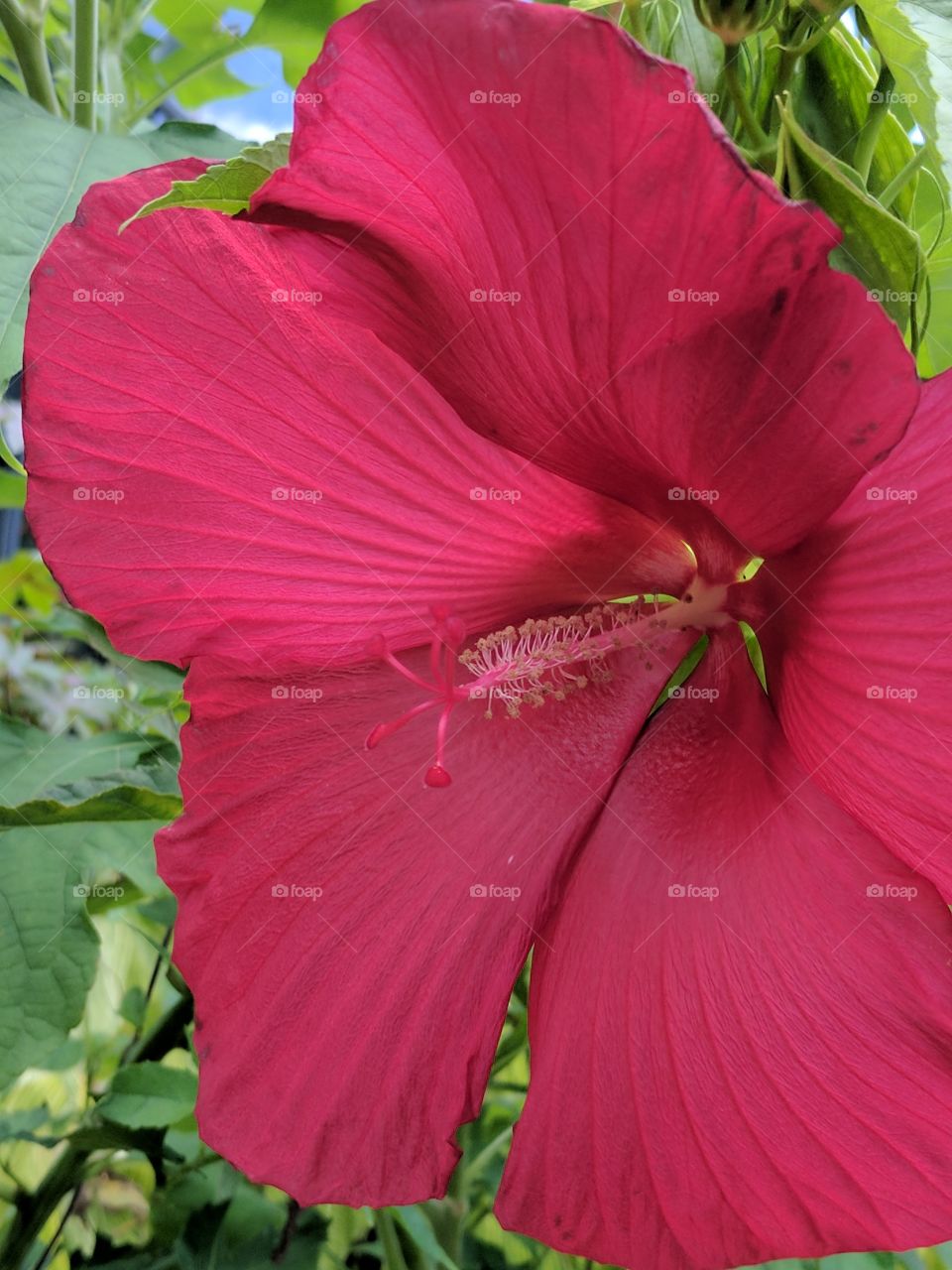 close up of a huge hibiscus