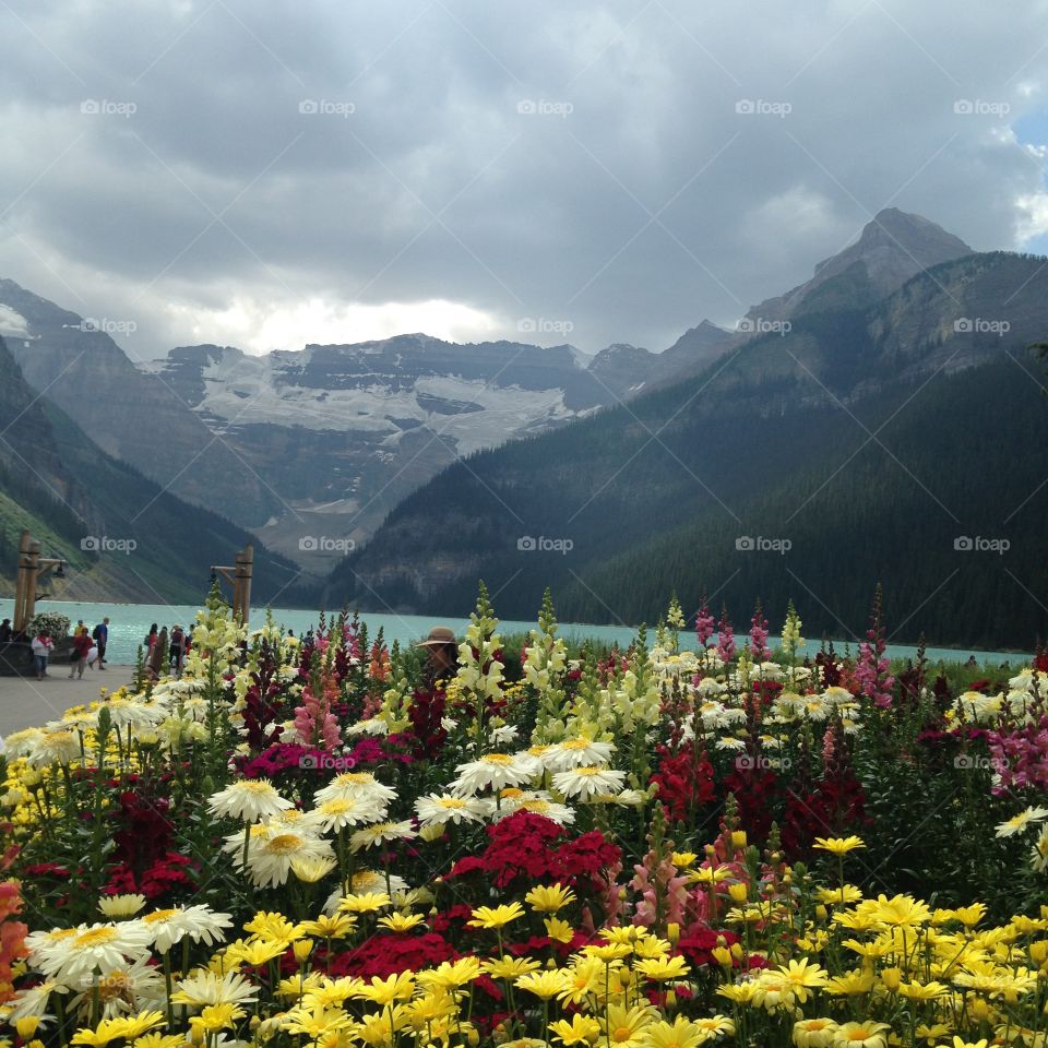 Lake Louise in bloom