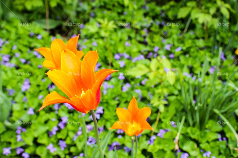 Orange flowers in the garden