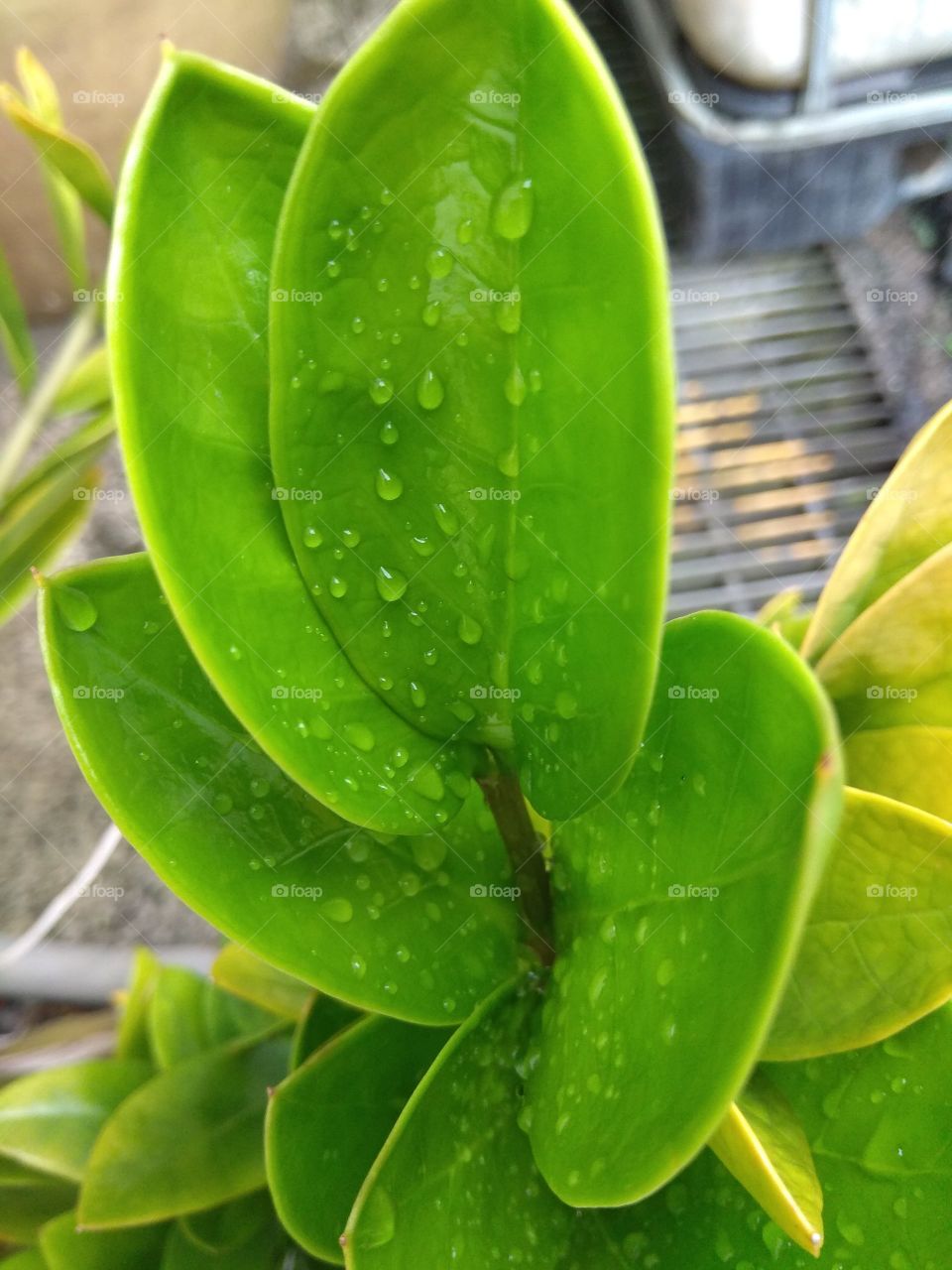 plant bath on rain.