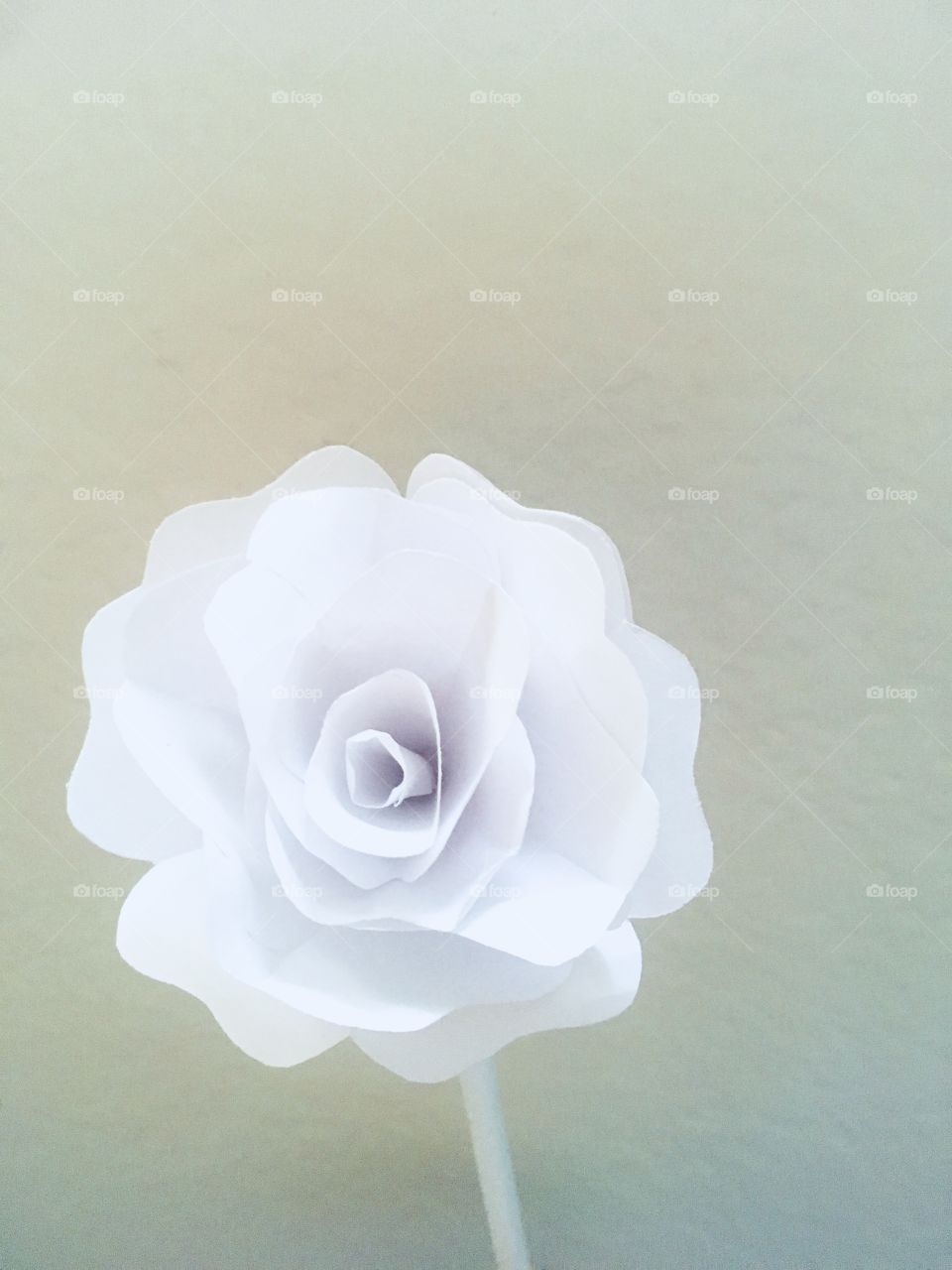 White paper rose 