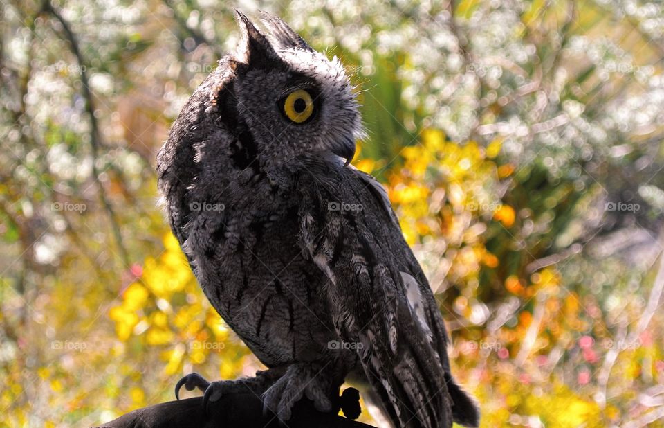 wise little owl profile