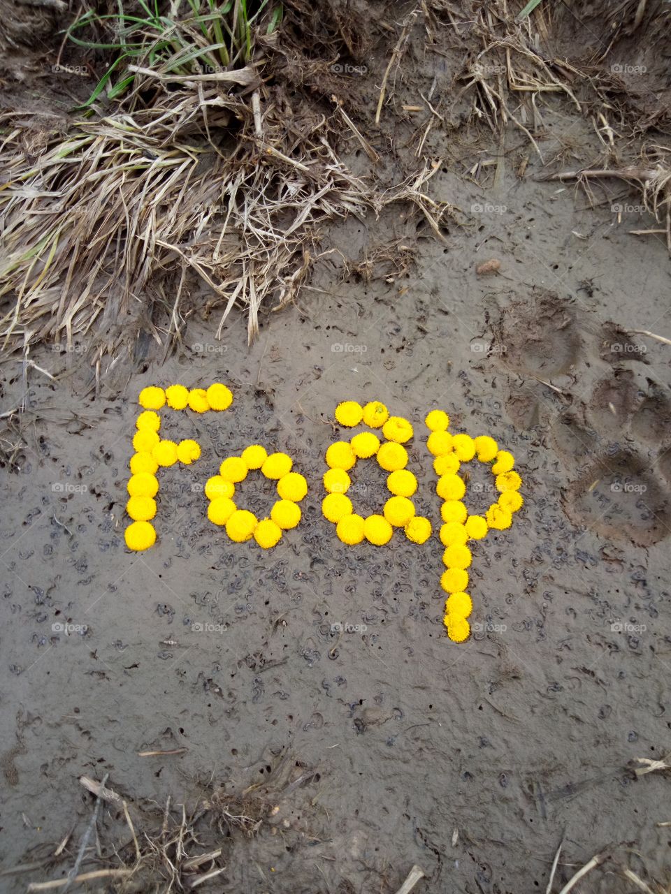 Добро пожаловать в Фоап