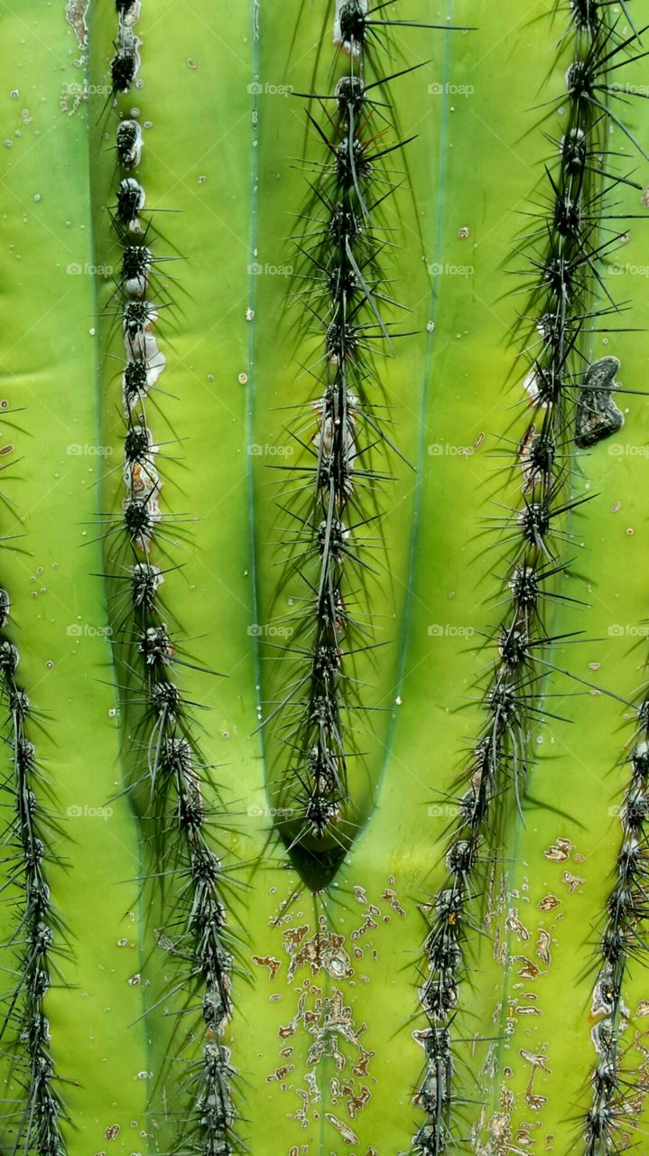 Saguaro Cactus Closeup