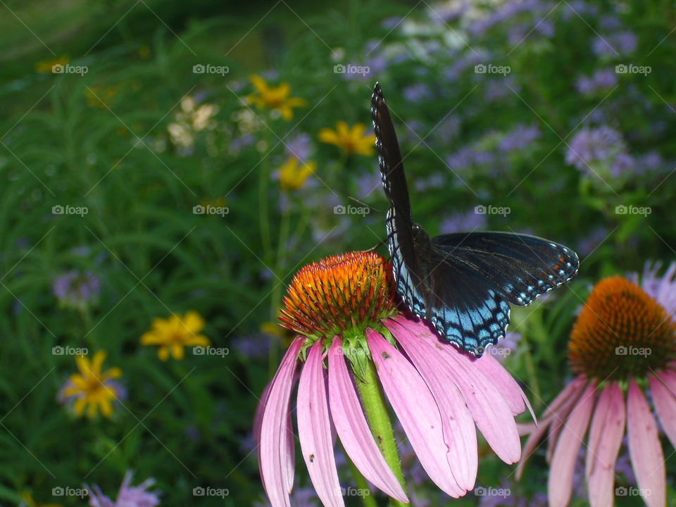 Butterfly, Insect, Nature, Outdoors, Flower