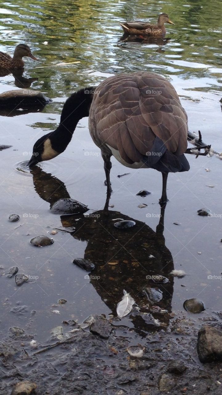 Canadian geese