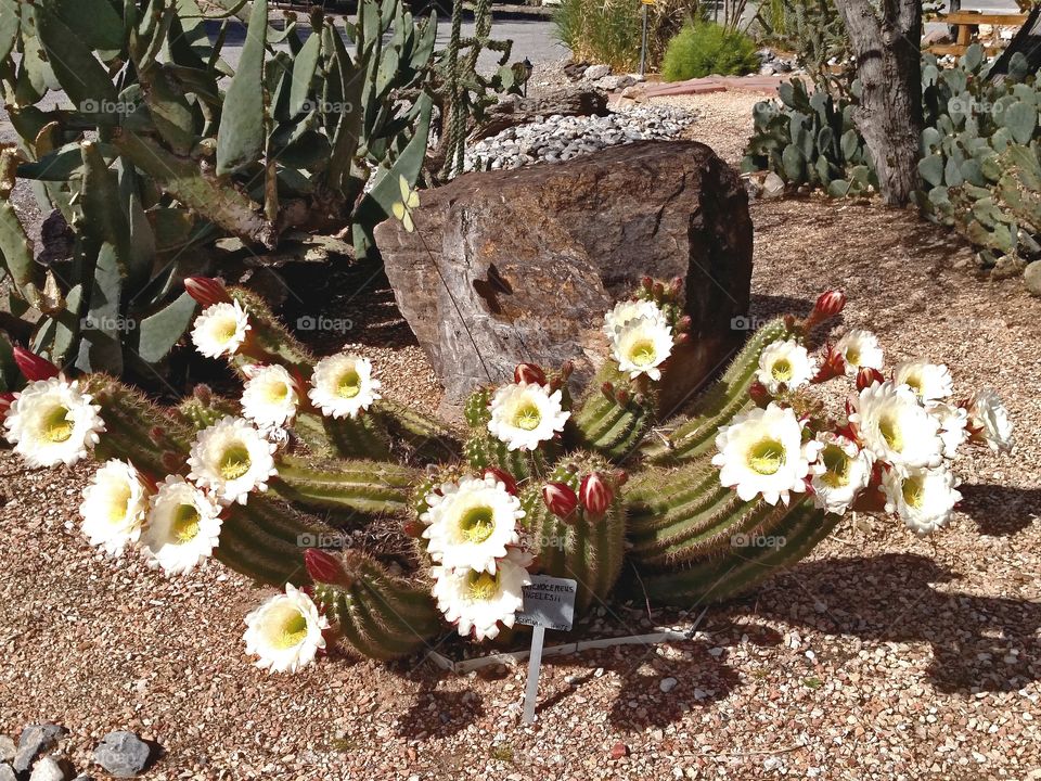 Outside desert garden
