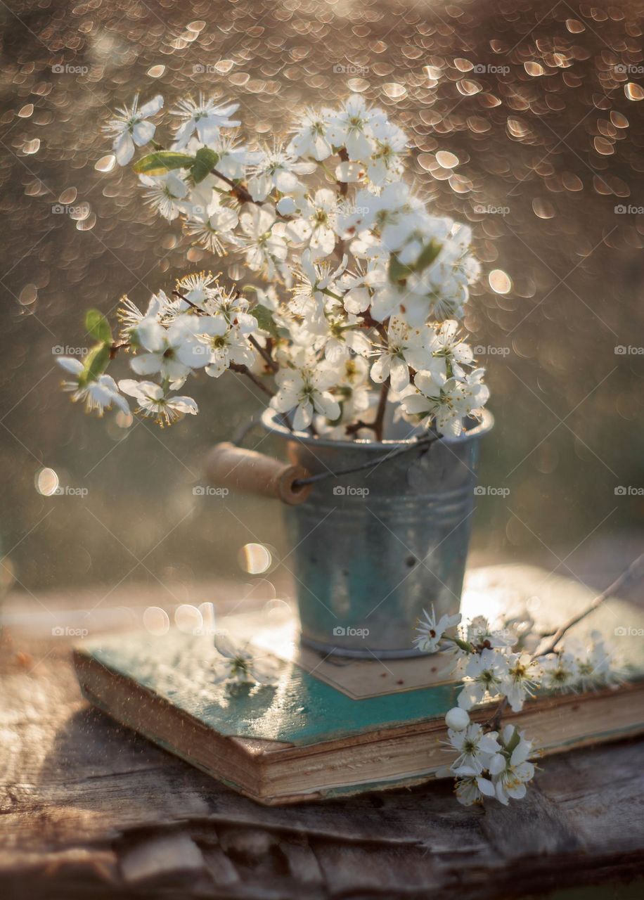 Cherry blossom branch with light sparkle. Manual helios lense