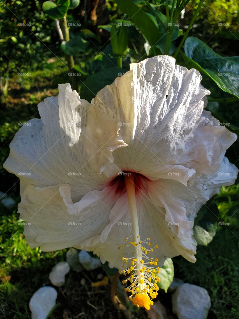 exotic white hibiscus