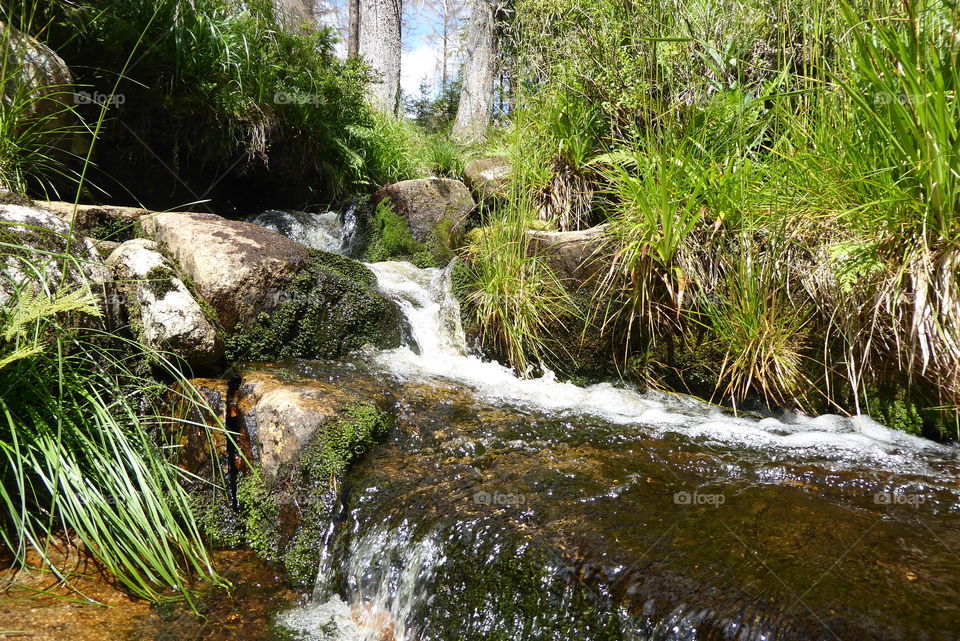 Beautiful nature in national park Harz Germany 