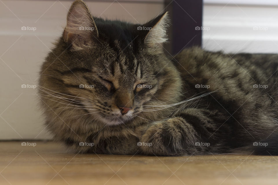 Tabby cat sleeps on the floor