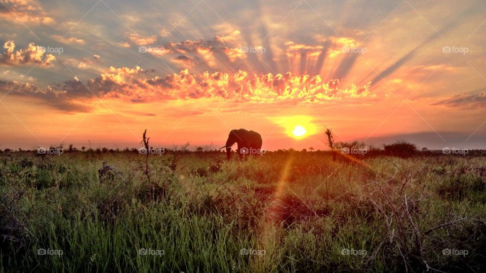 Elephant in the sunrise