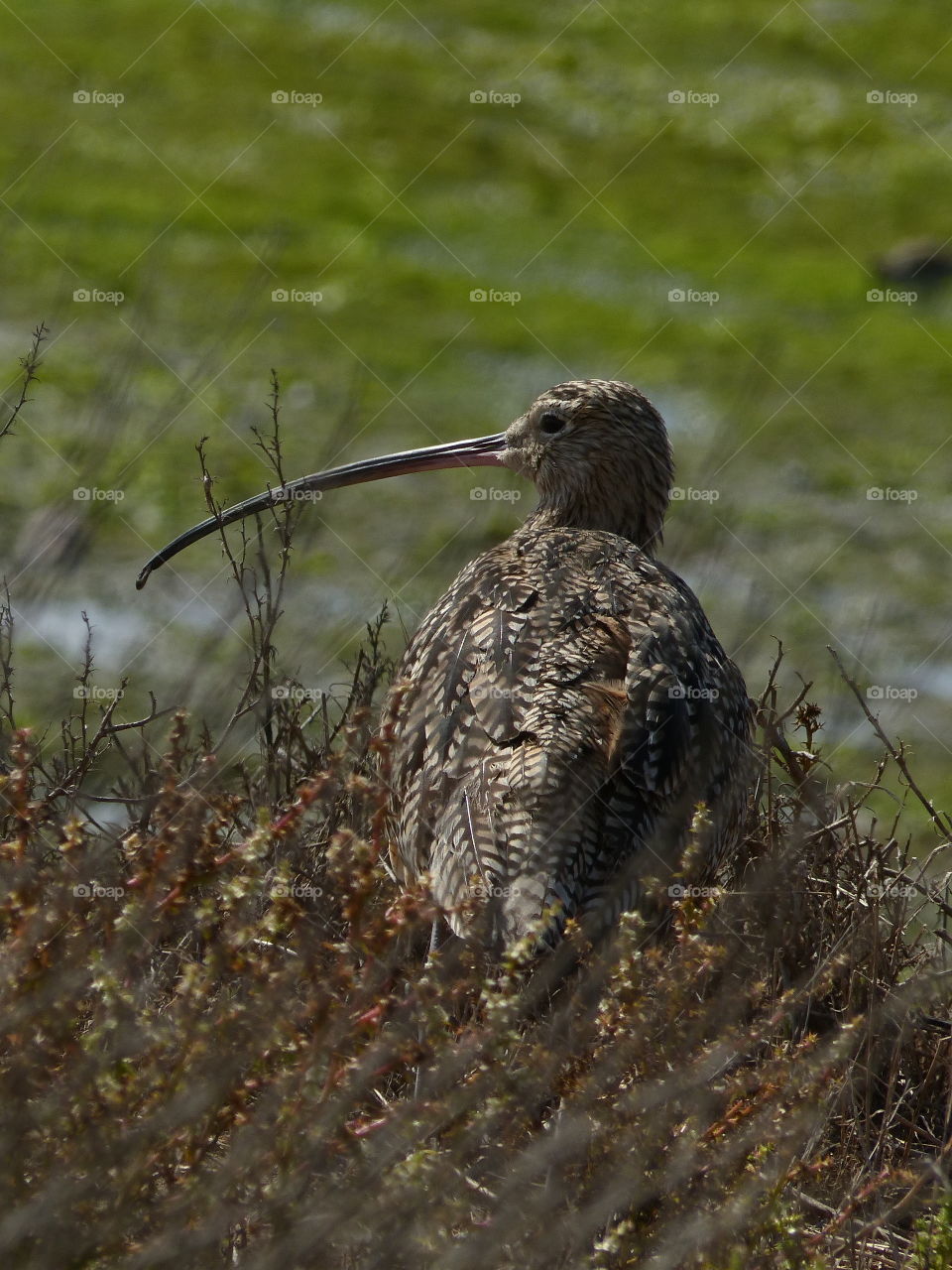 Long billed curlew profile 