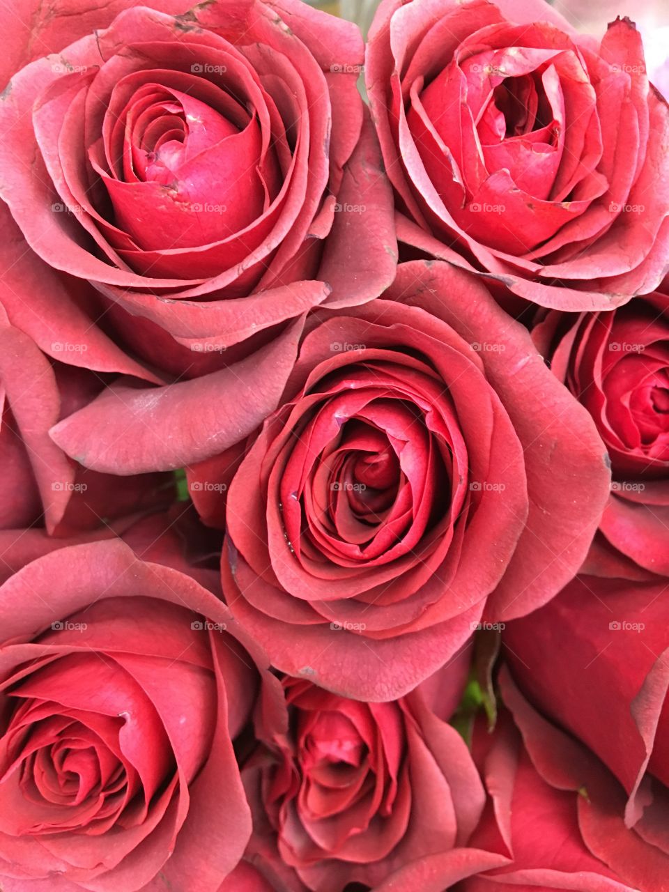 Vintage red roses 