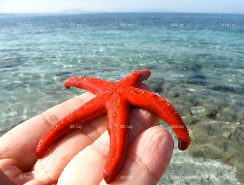 orange starfish