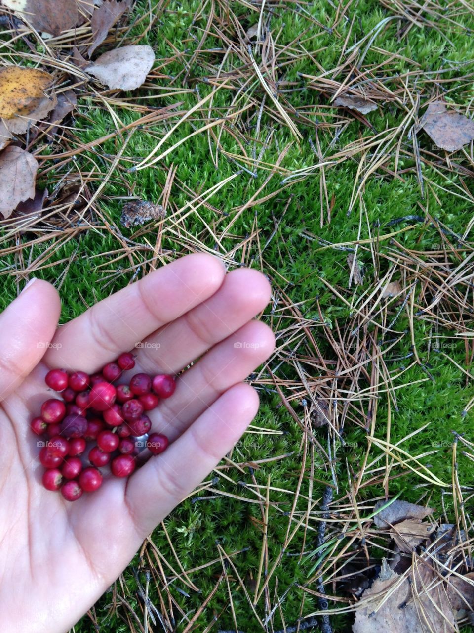 Unknown red berries 