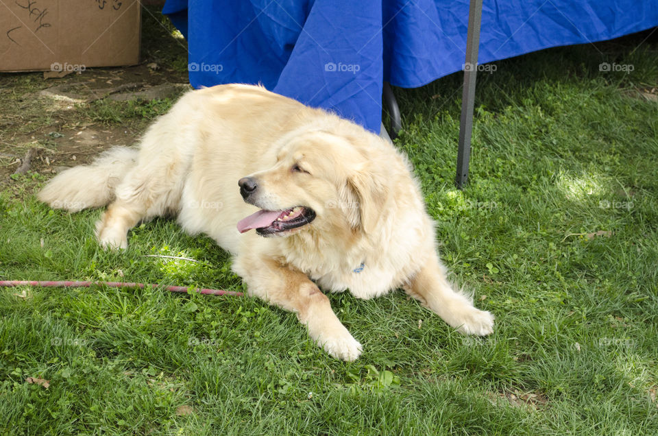 time for a break . running the dog at the park 