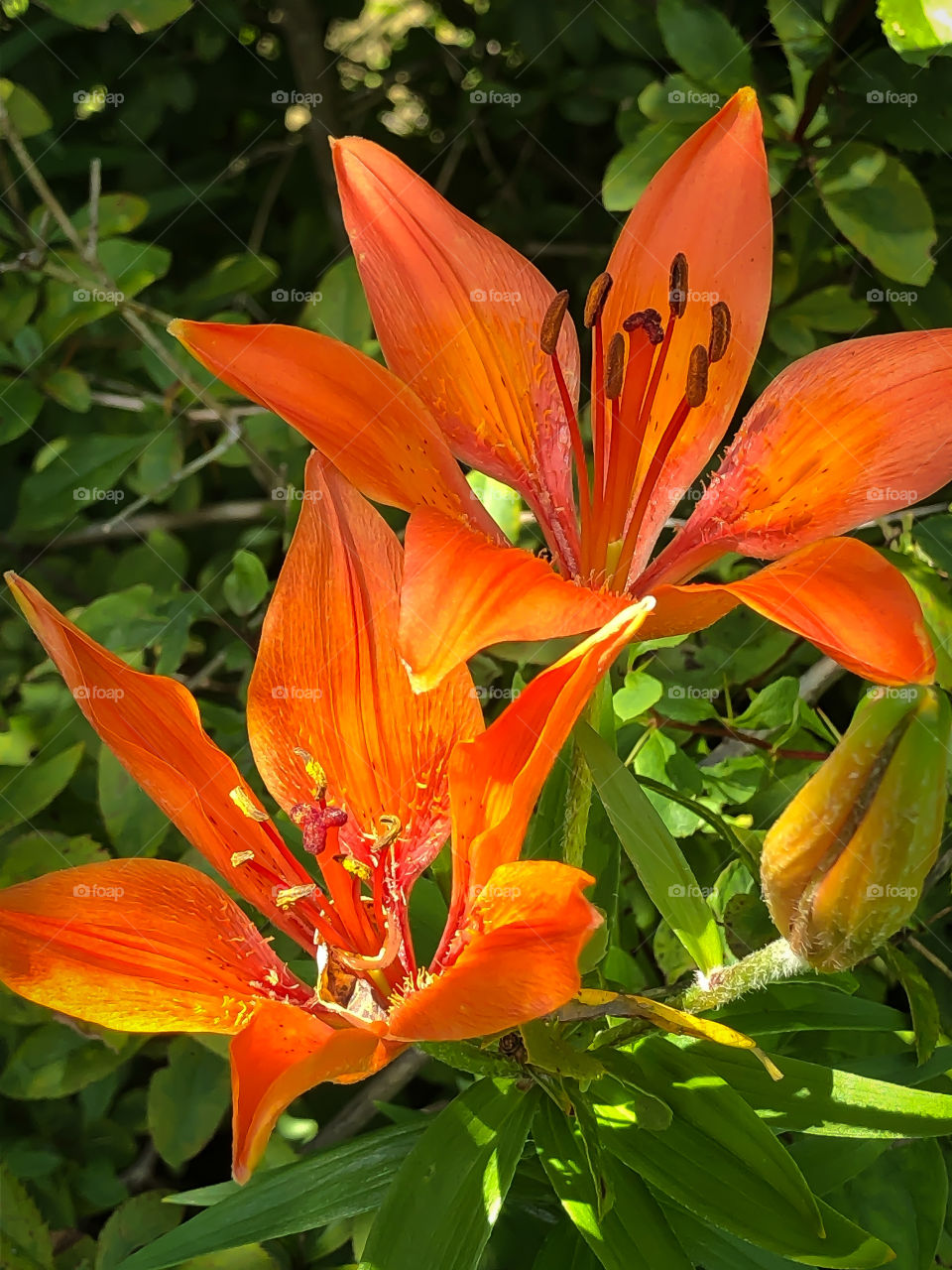 rays of sunshine on wild lilies 