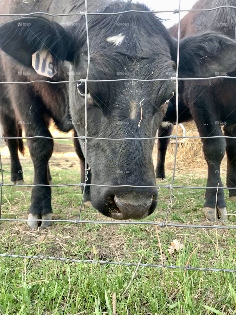 A young black heifer, with head lowered, looking through a wire fence