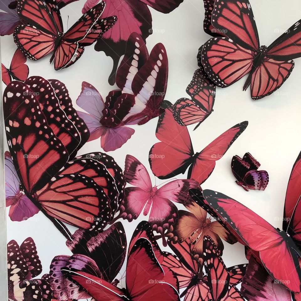Dali’s museum butterflies 