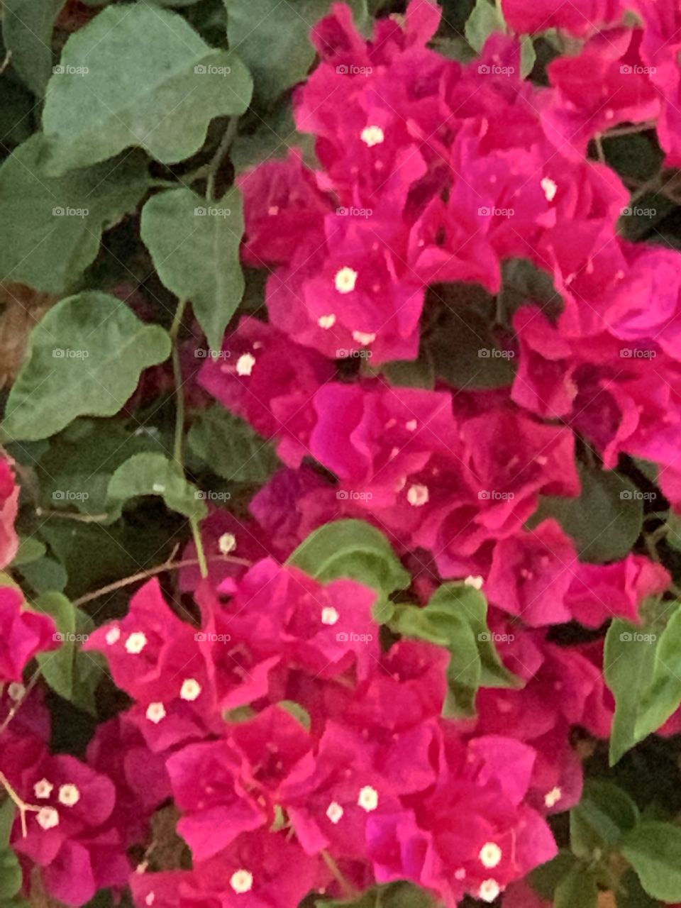 Bougainvillea Burst In An Over-The-Fence Spurt