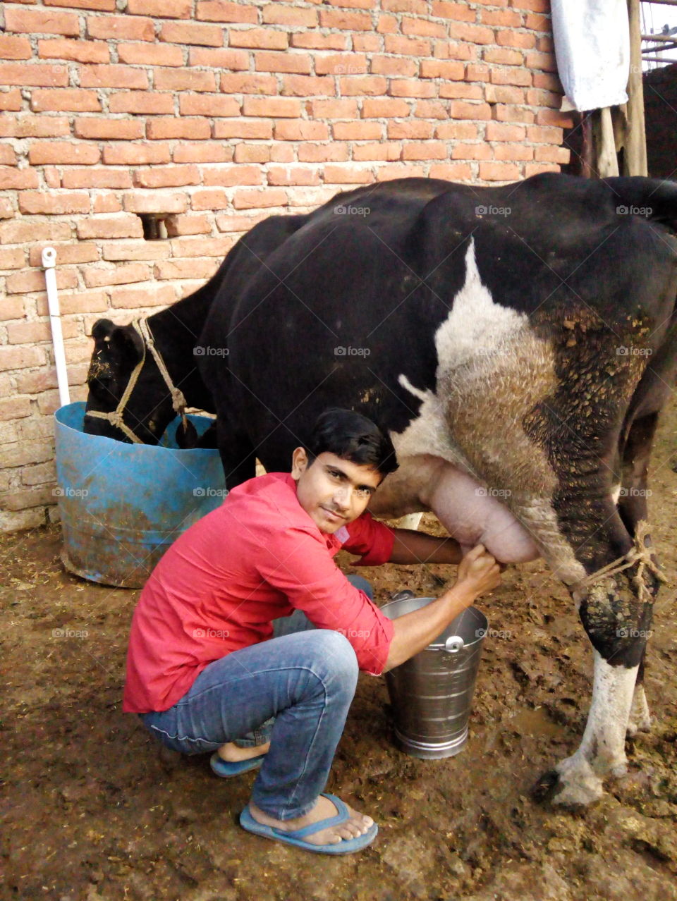 boy taking out milk from cow