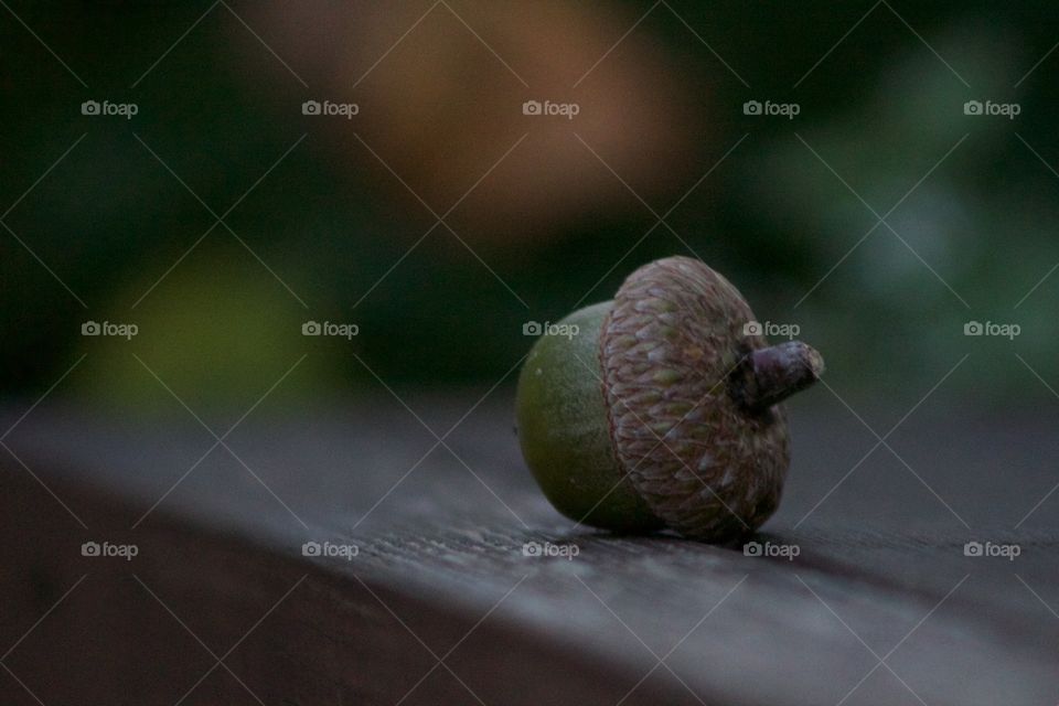 Close-up of acorn