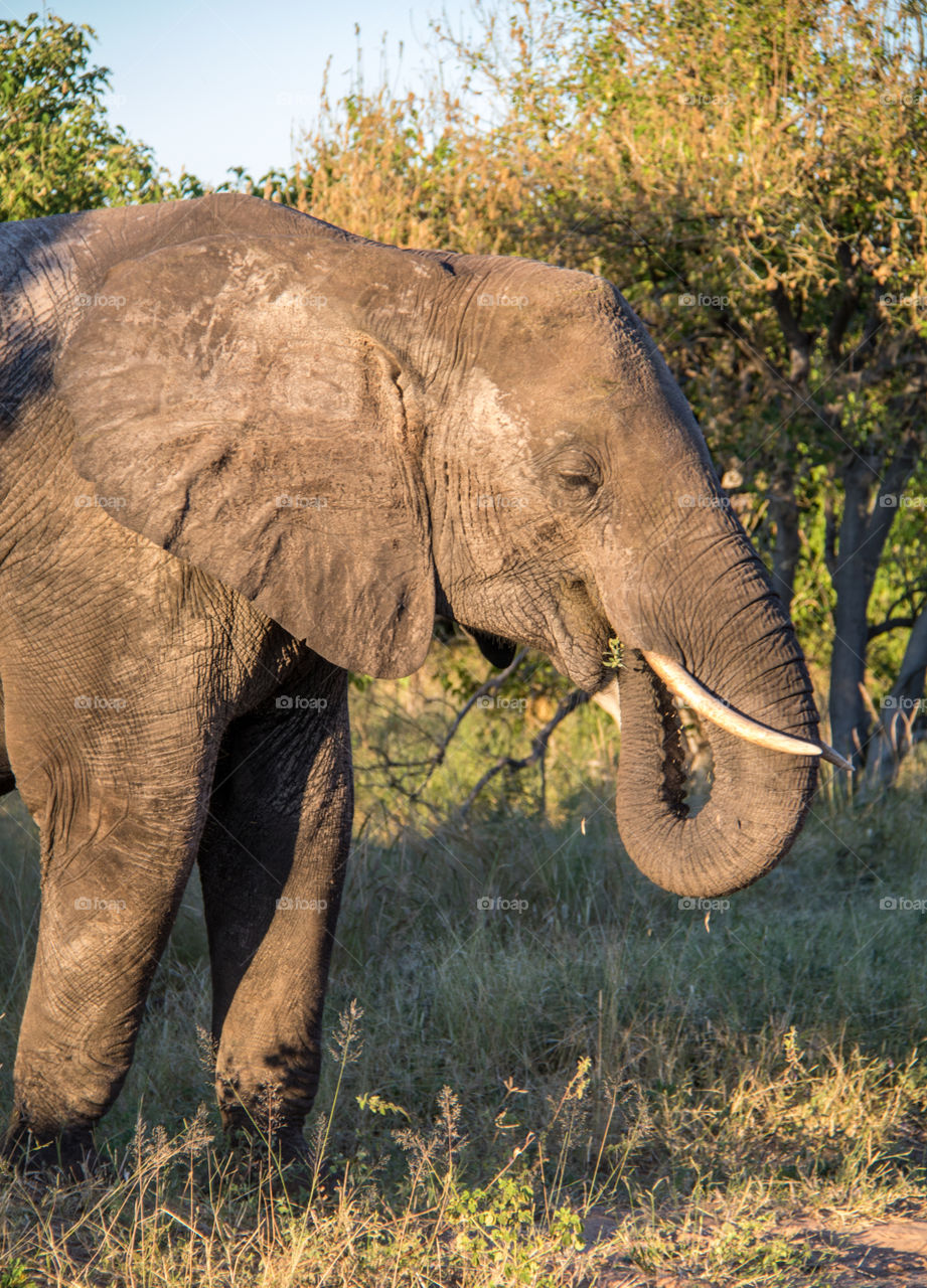 Elephants 