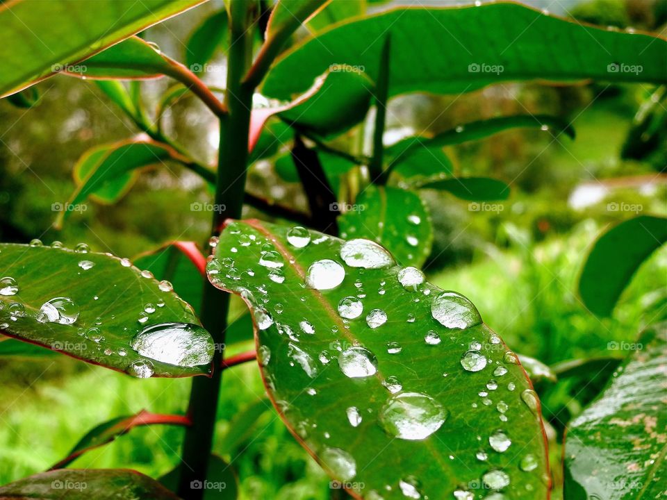 Raindrop up close 