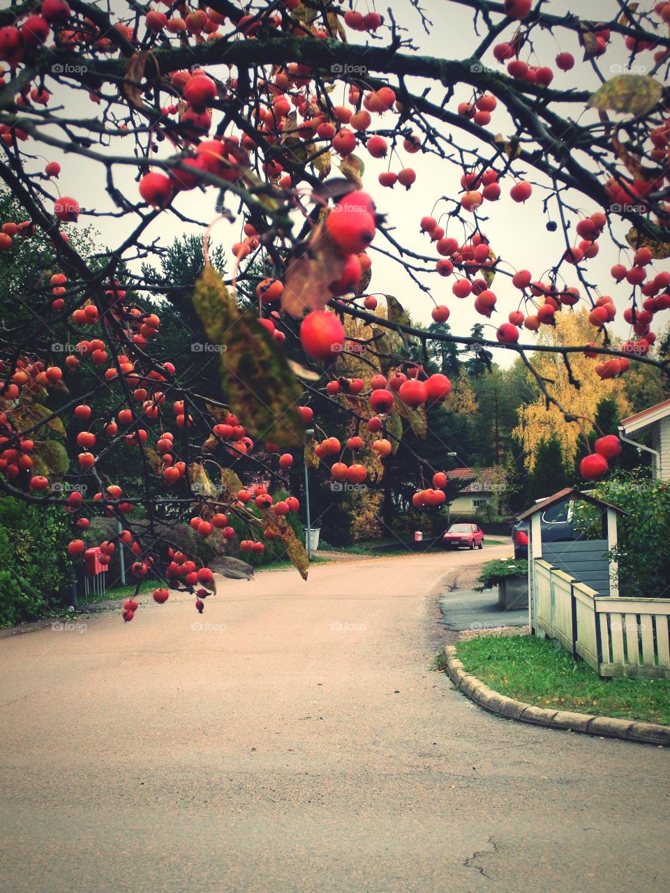 Apples and street