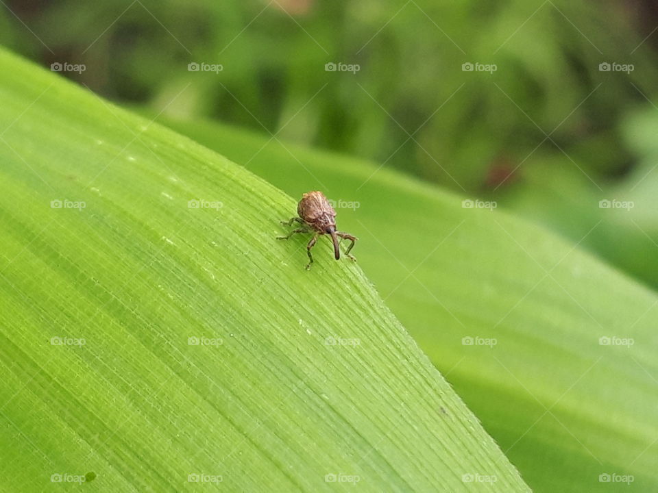 Long nose beetle