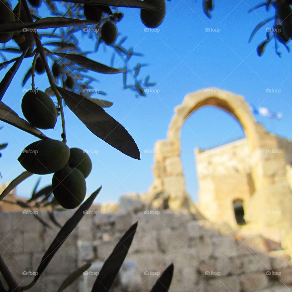 Olive Tree and the Arch, Old City, Jerusalem