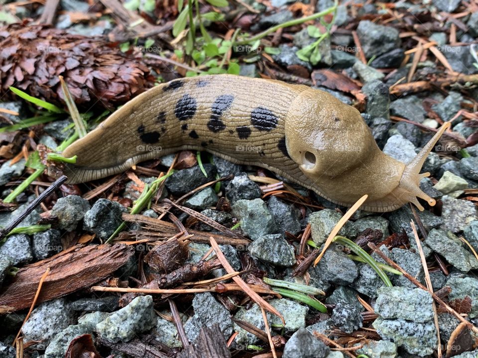 Spotted Banana Slug - Ariolimax