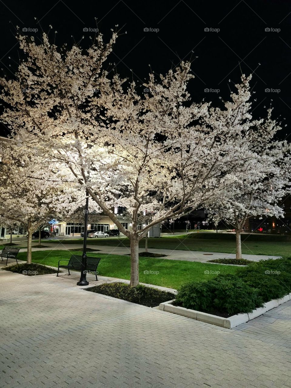 Blooming trees