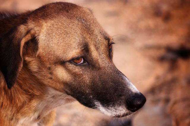 Dog isJust not a pet