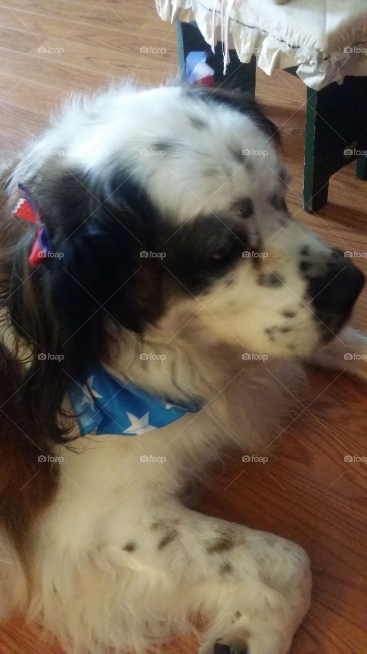 patriotic Saint Bernard