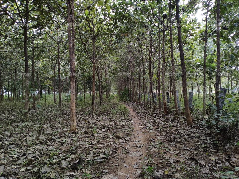 lonely way into the forest