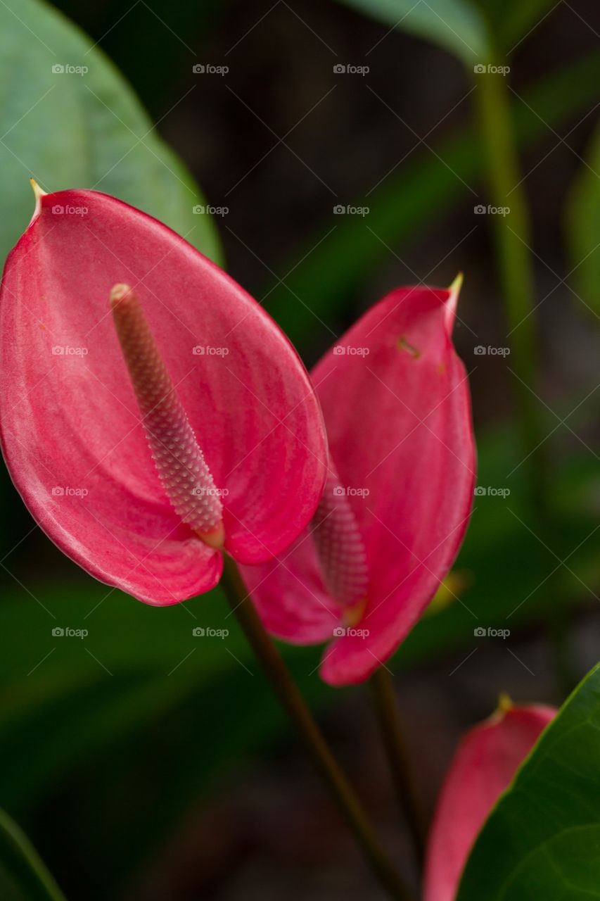 Pink Lillies in Bloom