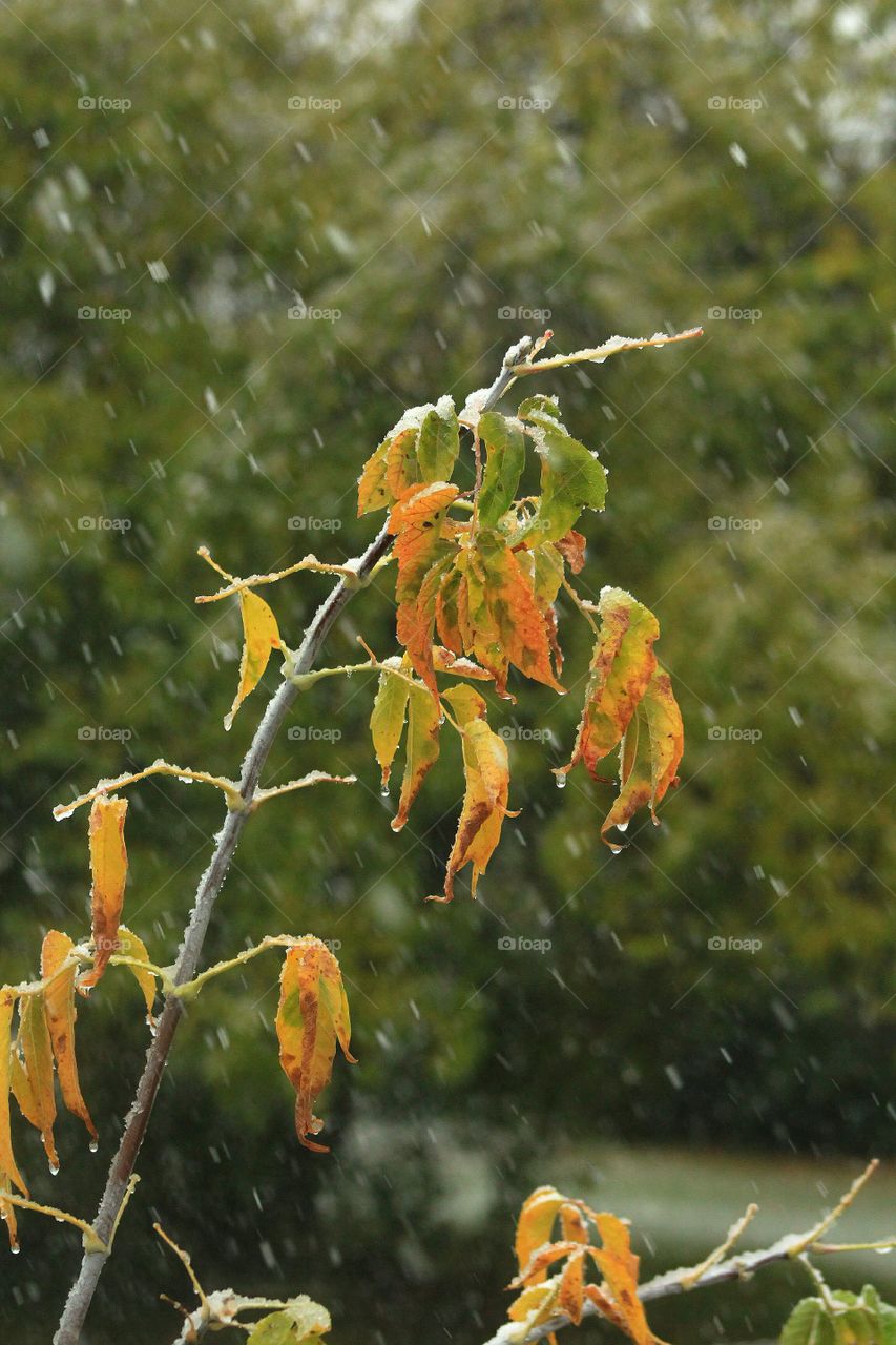 First snow settling on beautiful Autumn leaves.