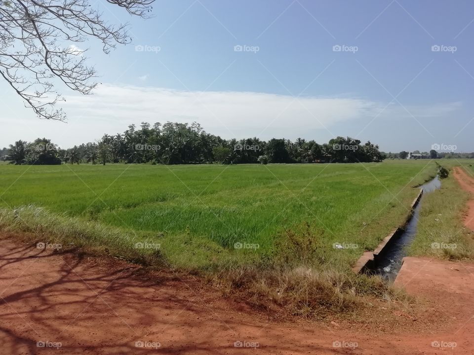 Paddy fields